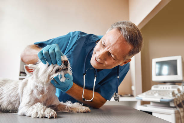 Best Emergency Denture Repair in Cockrell Hill, TX